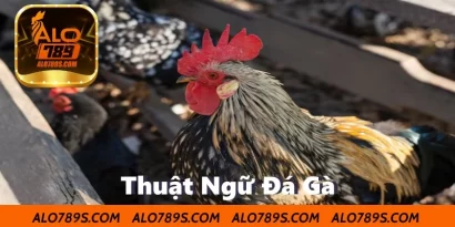 Thuật Ngữ Đá Gà – Kiến Thức Cần Biết Cho Người Đam Mê