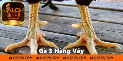 Gà 3 Hàng Vảy – Chiến Kê Sát Thủ Được Săn Đón