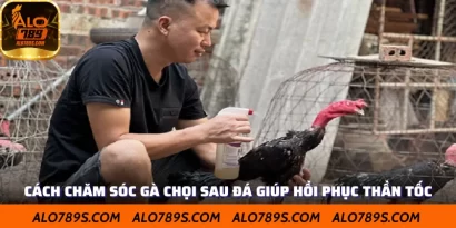 Cách Chăm Sóc Gà Chọi Sau Đá Giúp Hồi Phục Thần Tốc