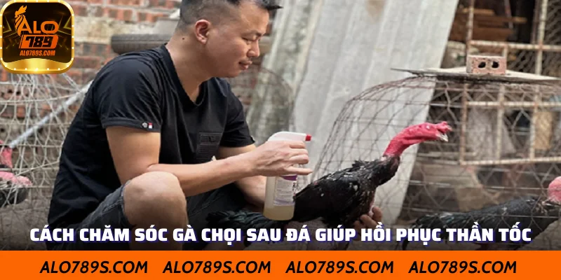 Cách Chăm Sóc Gà Chọi Sau Đá Giúp Hồi Phục Thần Tốc