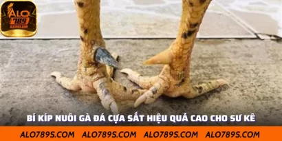 Bí Kíp Nuôi Gà Đá Cựa Sắt Hiệu Quả Cao Cho Sư Kê