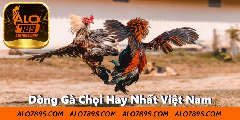 Dòng Gà Chọi Hay Nhất Việt Nam – Chiến Kê Hội Tụ Tinh Hoa