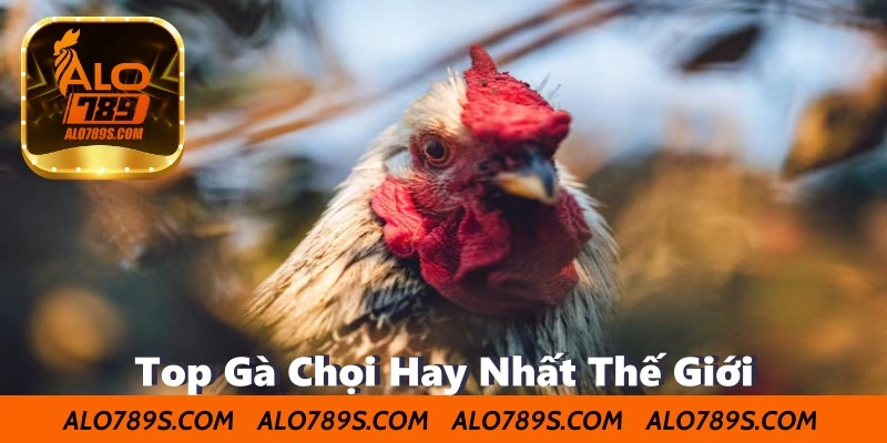Top Gà Chọi Hay Nhất Thế Giới – Những Chiến Kê Đẳng Cấp Hàng Đầu