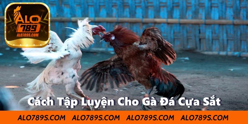Cách Tập Luyện Cho Gà Đá Cựa Sắt Hiệu Quả Nhất 2025