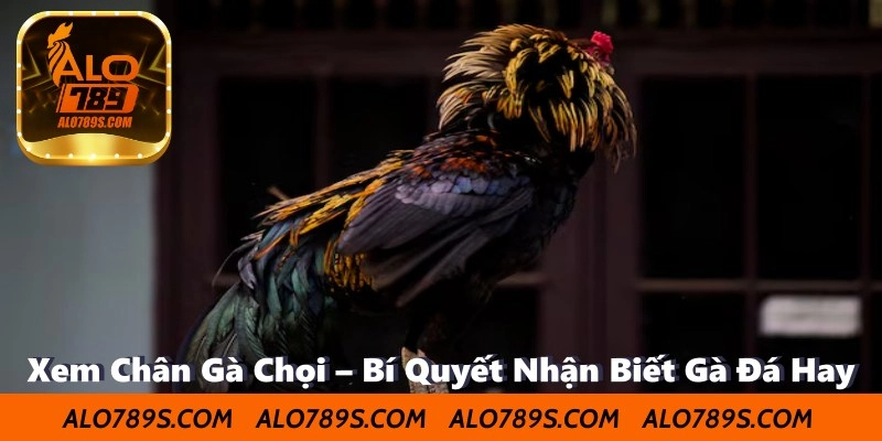 Xem Chân Gà Chọi – Bí Quyết Nhận Biết Gà Đá Hay